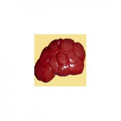 BEEF KIDNEY
