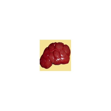 BEEF KIDNEY