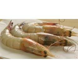 CHINGRI(SHRIMP)